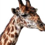 Amy und Thea in Masai Mara Kindle eBook mit PageFlip-0