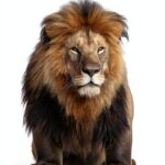 Princeton Wildlife Explorer Guide African Animals Kindle Edition-0